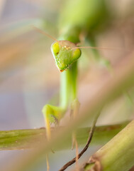 Portrait of a green praying mantis in nature.
