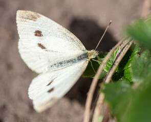 Portrait of a white butterfly in nature.
