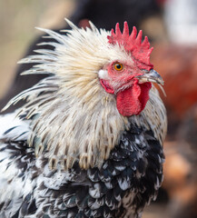 Portrait of a rooster on the farm.