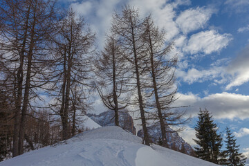 Larches on a snow-covered slope with the north face of Mount Pelmo behind it. Fiorentina Valley, Dolomites, Italy