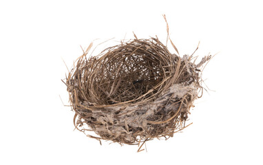 bird nest isolated