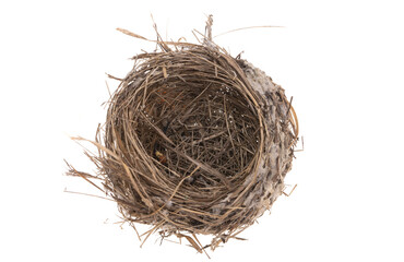 bird nest isolated