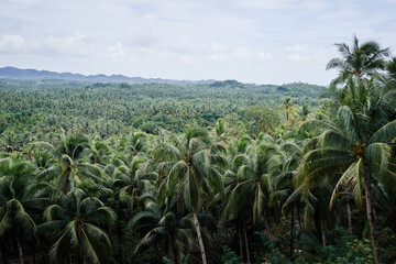 Tropical landscape. Big coconut palm trees plantation.