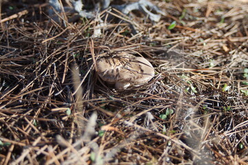 Pleurotus eryngii, thistle mushroom or basidiomycete mushroom is known in Spain, appreciated for its flavor and collected as food, freshly emerged during the night in the natural environment.