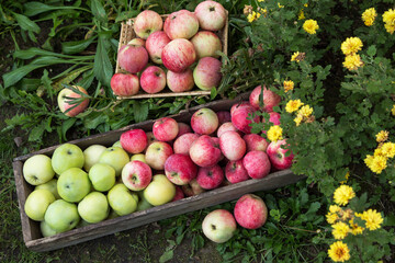 Seasonal Apple in garden with flowers. Freshly harvested organic green red pink apples in wooden box on grass 
