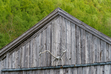 Reindeer trophy sculs on a wooden grey background wall.