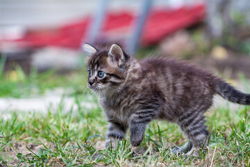 Naklejka na ściany i meble Street little kitten met a dog and is scared. The little kitten ran away from home and got lost in the park. A Siberian striped kitten explores the unknown world on the street.