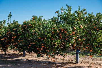 Fototapeta na wymiar Agriculture - Ripe Valencia Oranges
