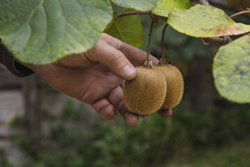 The hand of a man picking juicy kiwi fruits in the garden on a sunny day. Exotic tropical fruits of...