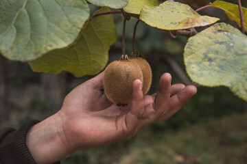 The hand of a man picking ripe kiwi fruits in the garden on a sunny day. Exotic tropical fruits of...
