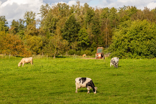 Three dairy cows eating grass at field near tractor. Close up photo of cows eating grass in grassland near forest. Cattle cow livestock farm in Latvia, Europe in fall.
