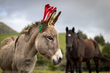 Fototapeten Christmas season, donkey with decoration, elk hat, cute animal. © Ayla Harbich