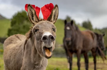 Rolgordijnen Christmas season, donkey with decoration, elk hat, cute animal. © Ayla Harbich