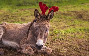 Naklejka na ściany i meble Christmas season, donkey with decoration, elk hat, cute animal.