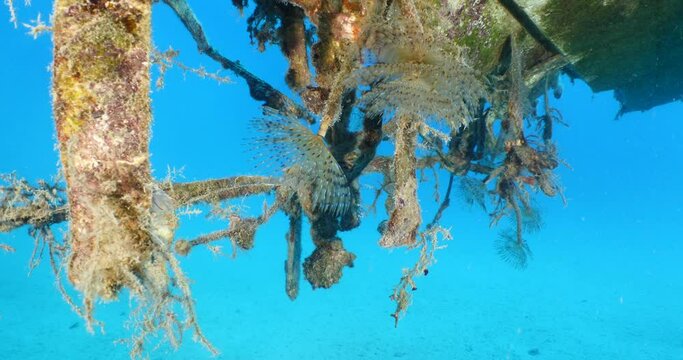 tunicates under the wing of air plane wreck underwater with some tubeworms ocean scenery of life on wrecks