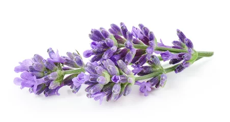 Muurstickers Lavender flowers isolated on white background © OSINSKIH AGENCY