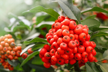 A bush with bunch of red berries and juicy green leaves close-up. Decorative plant on sunny day.