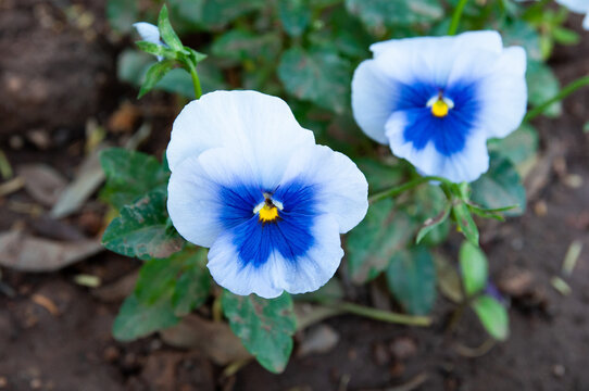 A pancy in the National Garden of Greece