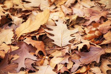 autumn leaves background