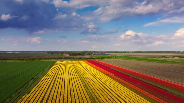 Tulips in yellow and purple growing in a field in Flevoland during a spring day. Drone point of view from above. Flowers are one of the main export products in the Netherlands.