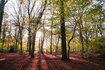 Wald im Herbst