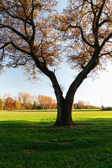 Geteilter Baum mit einem Stamm