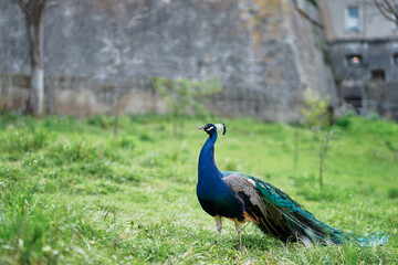 Beautiful male peacock on green grass.