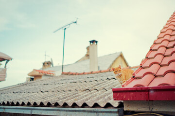 Naklejka premium Cute red cat on tiled roof of old house.
