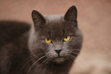 Fototapeta premium Close up face of an dark grey British cat outdoors