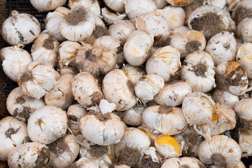 A lot of Allium bulbs (ornamental onion) together.