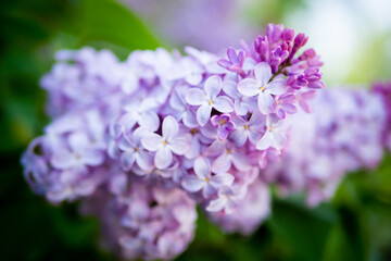 Obraz premium Lilac spring flowers bouquet purple background art design.