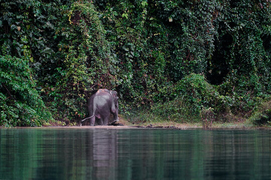 Wild asian elephant bathing in Cheow Lan Lake at Khao Sok National Park, Surat Thani Province, Thailand.