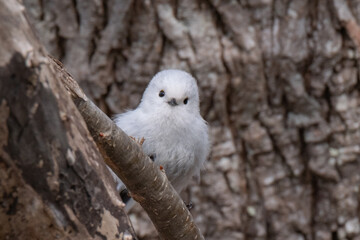 Long-tailed tit, especially called 