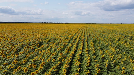 Clear blue sky over a sunflower field on a summer day. Farmer's field, aerial view.