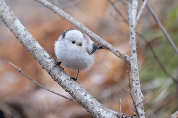 Long-tailed tit, especially called 