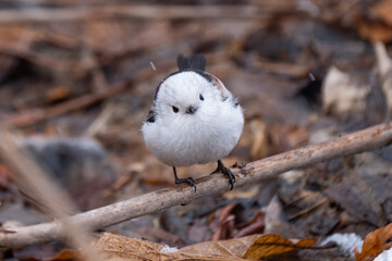 Long-tailed tit, especially called 