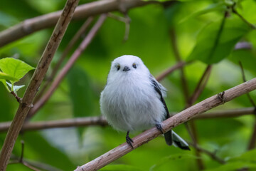Obraz premium Long-tailed tit, especially called 