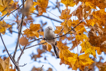Long-tailed tit, especially called "Shima-enaga"