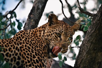 leopard resting on a tree after eating dinner. captured in South Africa