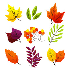 Colorful Autumn Leaves Collection Flat Vector