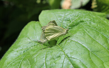 Großer Kohlweißling - Large white butterfly