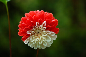 Beautiful Dahlia flower with red and white petals