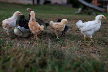 Baby Hens Rooster Hen Rooster s Chickens Getting Their Feathers Delaware Rare Birds Poultry Lay Eggs Backyard Chicks Sweet Cute Together Flock Pecking Order 