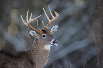 Buck whitetail deer close-up