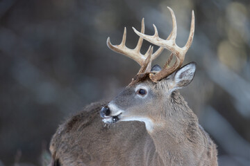 Naklejka na ściany i meble Close-up of buck whitetail deer