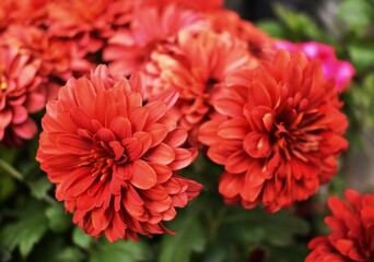 flower,dahlia,plant,nature,petal,summer,blossom,flower head,leaf,autumn,beauty in nature,flowerbed,botany,garden,floral pattern,springtime,in bloom,flowering plant,fragility,freshness,growth,red,focus