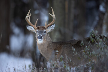 Buck whitetail deer with large antlers