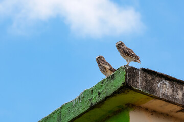 Two owls standing on a worn-out building base and the blue sky with few clouds in the background.
