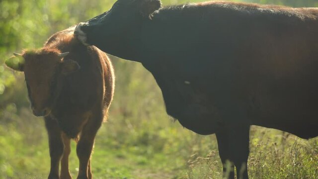 Primitive breed cattle female most similar to extinct aurochs (Bos primigenius) licking her calf offspring in nature steppe habitat. Great herbivore repatriation project. Milovice, Czech republic