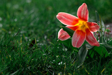 red and yellow tulip